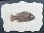 Framed Priscacara Fossil Fish - #8792-2